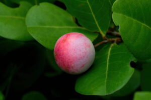 June Plum