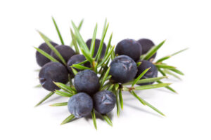 Juniper Berry