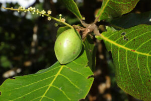 Kakadu Plum