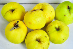 Knobby Russet Apple