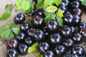 jaboticaba fruit