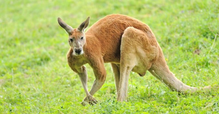 Decoding Kangaroo Dreams: Spiritual Symbolism, Meaning, and Insights