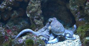 Octopus Dream Meaning