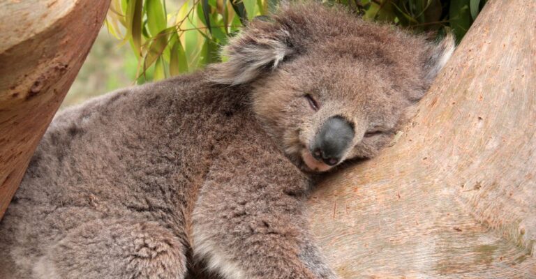 Meaning of a Koala in Your Dream